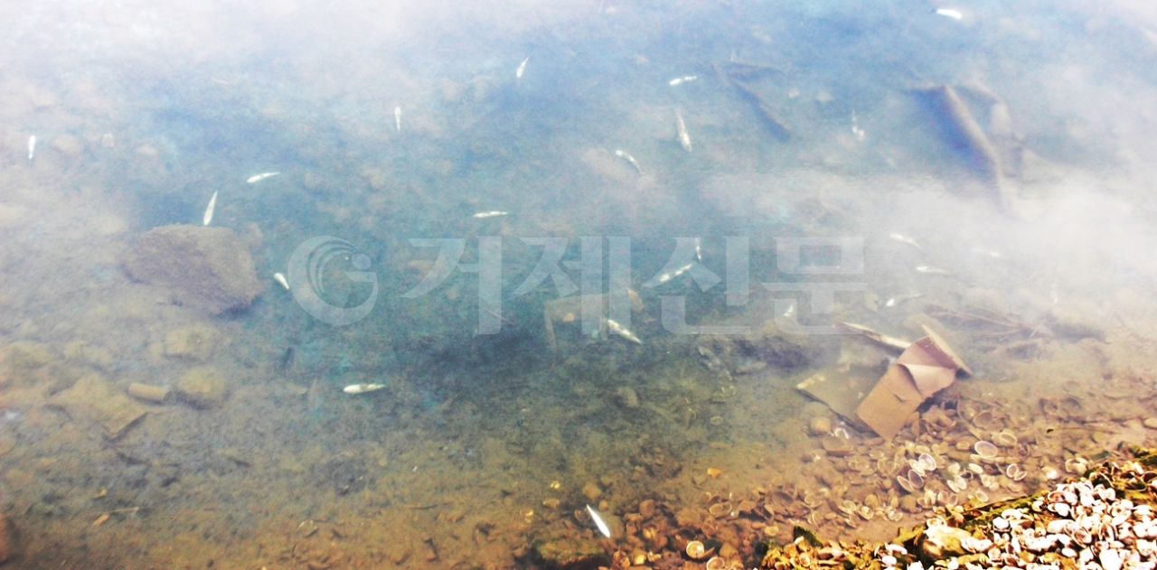 매년 2∼3월이면 거제지역 하천에서 물고기 떼죽음 현상이 반복되고 있다. 사진은 고현천 물고기 폐사 모습.