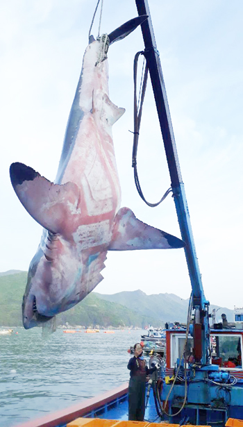 지난달 27일 남부면 바람의언덕 인근 해역 정치망그물에 4m의 백상아리가 죽은 채 발견됐다. 사진은 죽은 상어를 크레인으로 옮기는 장면.  사진제공 = 거창수산