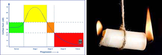 그림 1.  부신 피로의 경과(좌측 그림), 부신 번아웃(Adrenal Burnout)(우측그림)