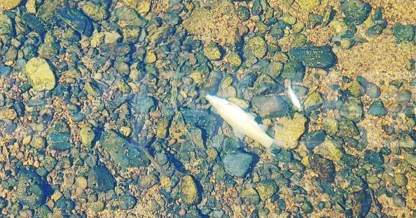 구천댐 상류에서 폐사한 물고기의 폐사원인을 두고 환경단체와 수자원공사의 주장이 엇갈리고 있어 원인규명이 필요하다. 사진은 이번에 폐사한 물고기 모습.