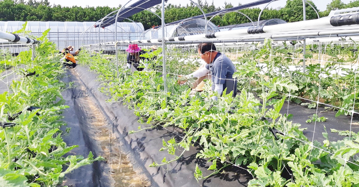 미니수박 재배 희망 농가에게 영농체험 실습장을 제공해 거제미니수박을 재배하고 있는 모습.