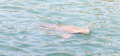 거제해역에 나타난 법정보호종 해양포유류인 돌고래 상괭이 모습.