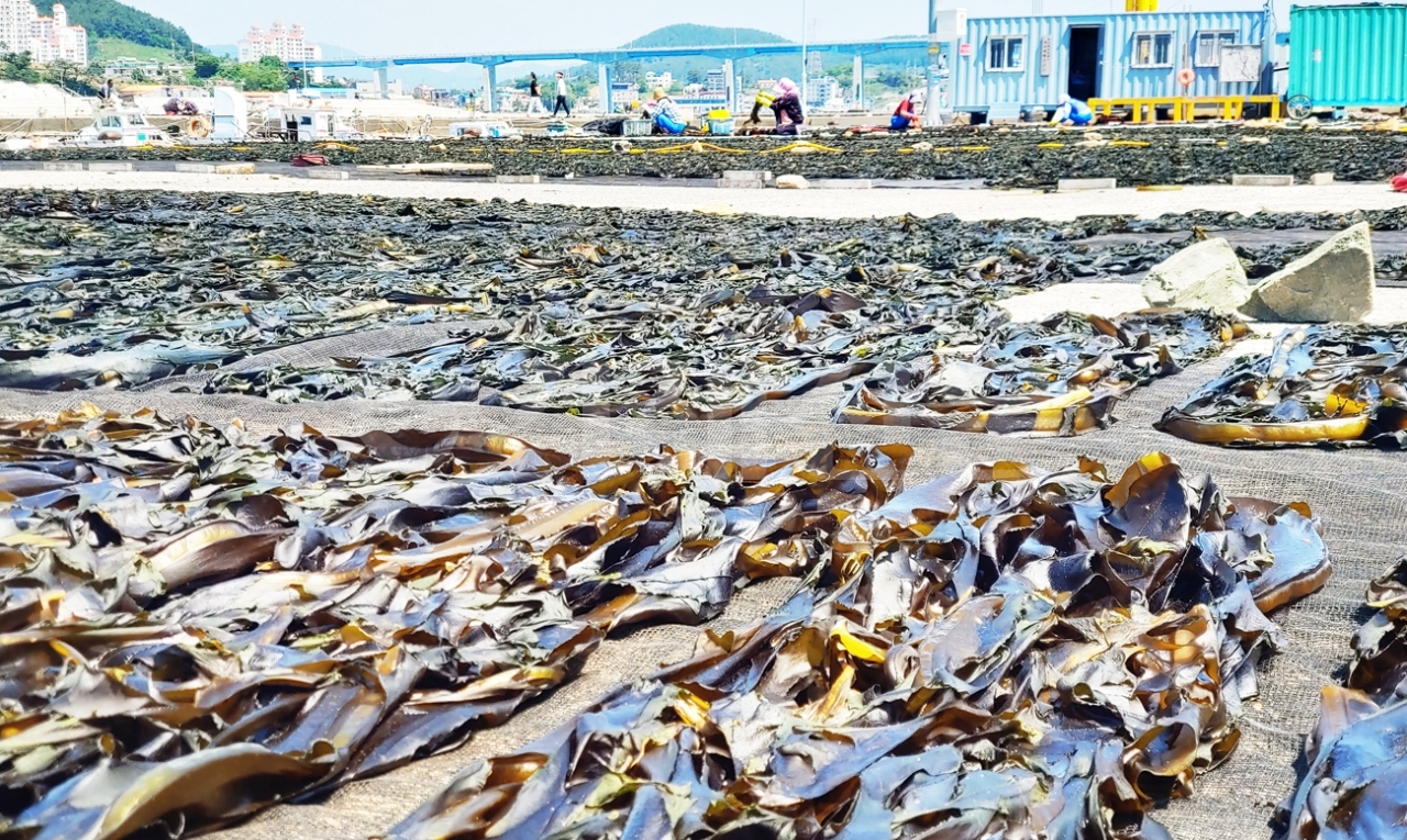 지난 11일부터 시작된 견내량 해협의 돌미역 채취가 한창이다. 사진은 지난 12일 거제시 사등면 광리마을 미역 채취 건조현장.