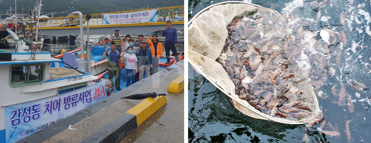 지난 28일 거제시외줄낚시 자율관리어업공동체가 어선 2척을 이용해 감성돔과 참돔 치어를 방류하고 있다.