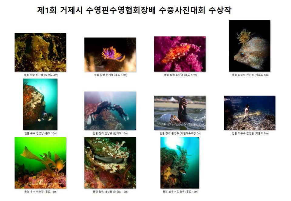 제1회 거제시수중핀수영협회장배 2020 시민이 뽑는 수중사진 촬영대회 수상작들.