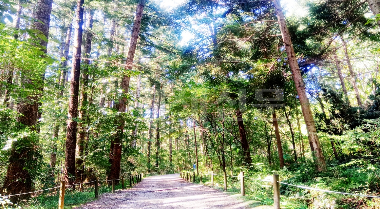 경기도 포천시 광릉수목원 전나무숲길은 탐방객들에게 가장 사랑받는 곳중 한 곳이다. 100년 가까이 된 고목들이 우거진 200m의 숲길은 생태계의 보고인 광릉숲의 가치를 더 가까이에서 보고 느낄 수 있는 특별한 산책로이다. 길을 따라 하늘 높은 뻗은 전나무는 1920년대 월정사의 종자를 가져와 심었다고 한다.
