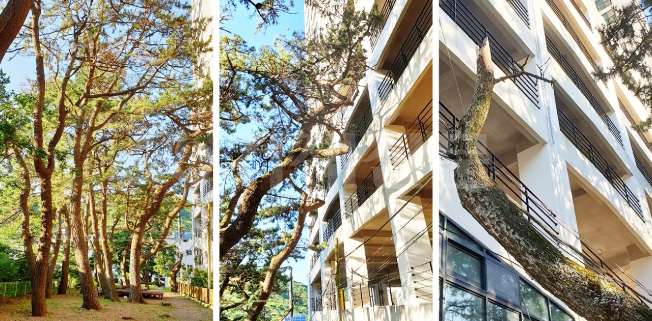 덕포 소나무숲과 바로 붙어있는 고층 주상복합아파트 모습.