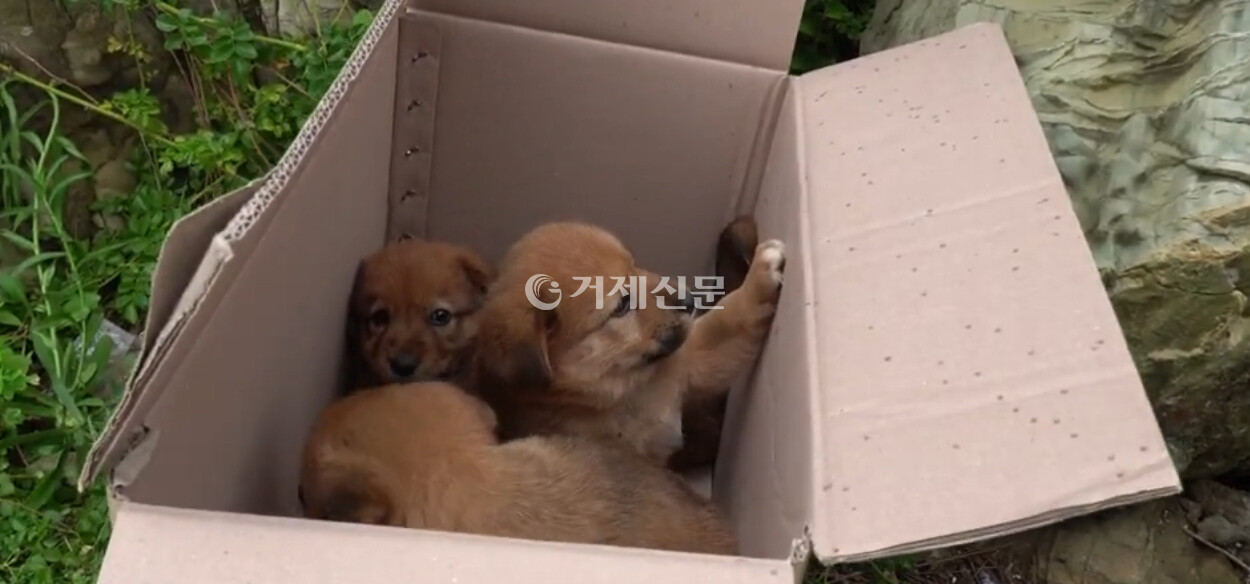 거제시 남부면 바람의언덕 인근 데크에 유기돼 있던 어린 강아지들의 구조 당시 모습. /사진= 옥정훈 기자
