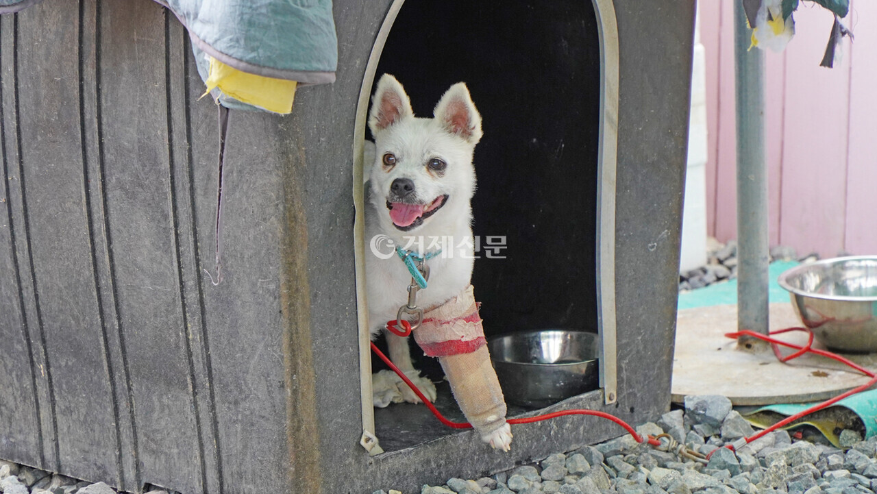 구조된 유기동물 보호에는 적지않은 운영비가 발생하며, 이는 결국 유기동물의 안락사로 이어지는 원인이 되고 있다. /사진= 옥정훈 기자