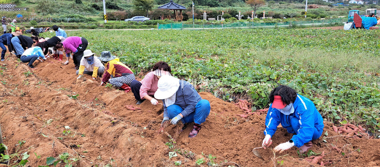 지난 6일 신현농협이 거제지역에 거주하는 결혼이민여성들과 함께 삼거마을에서 고구마를 캐고 있다. /사진= 이남숙 기자