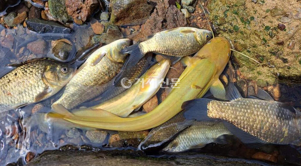 거제 고현천에 폐사한 물고기들. @독자 제보