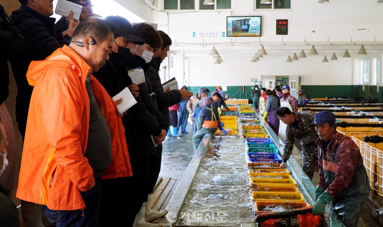외포 어판장 아침 9시 이날 잡힌 거제 바다 생선들의 경매가 진행되고 있다.@사진- 옥정훈 기자