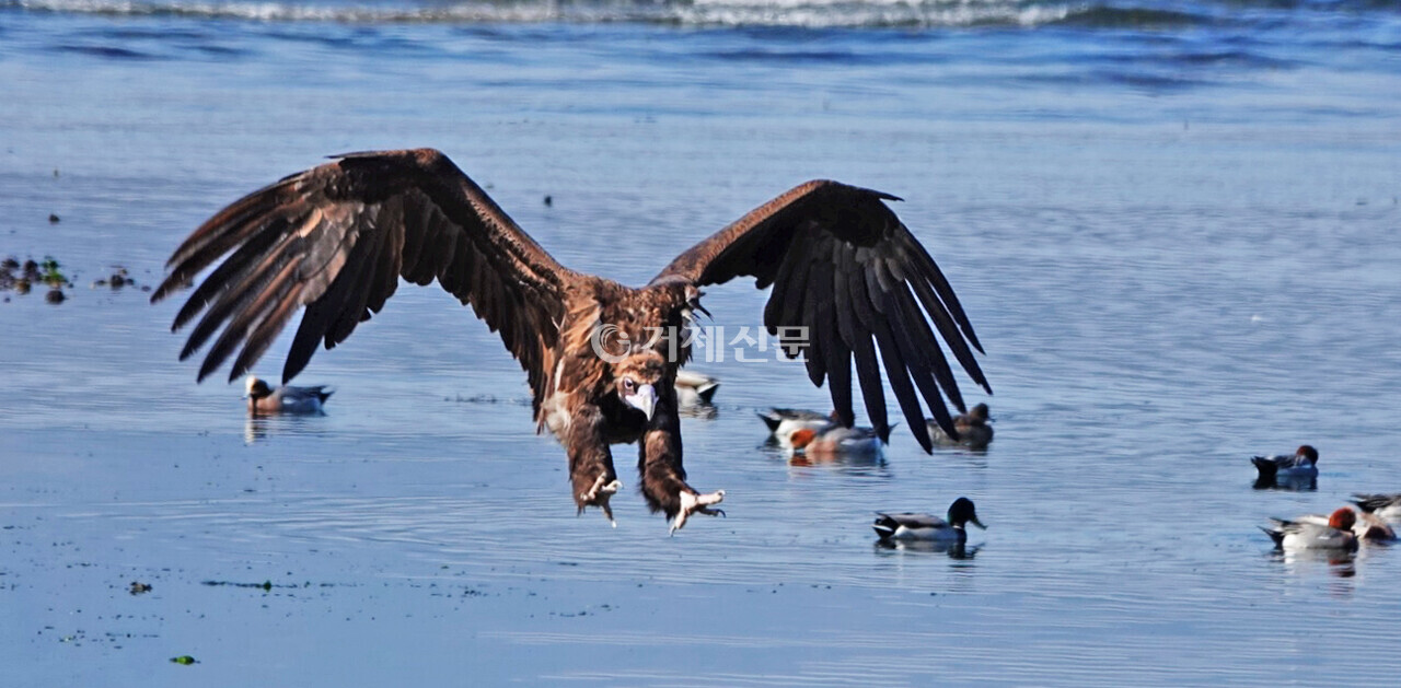 거제대교 인근 해안에서 날고 있는 독수리. @거제환경운동연합 제공