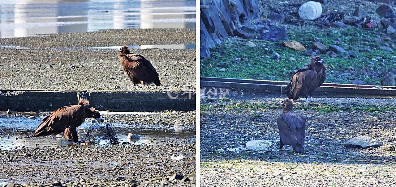 거제대교 인근 해안에 몰려든 독수리들. @거제환경운동연합 제공