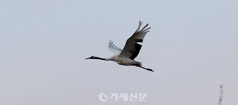 왼쪽 날개깃을 다친 루미(1월 3일 확인). @김영춘