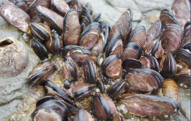 거제시 장승포해역에서 마비성 패류독소가 초과 검출된 담치류.