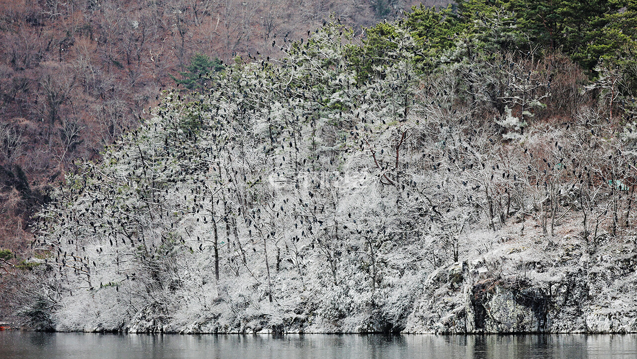 백화현상으로 하얗게 변한 나무와 민물가마우지